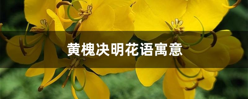 黄槐决明花语寓意 黄槐决明花语寓意