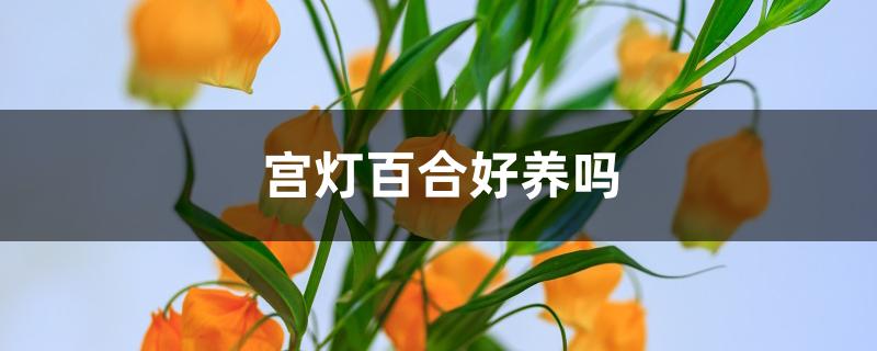 宫灯百合好养吗