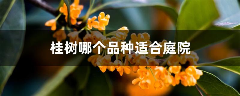 桂树哪个品种适合庭院 桂树哪个品种适合庭院
