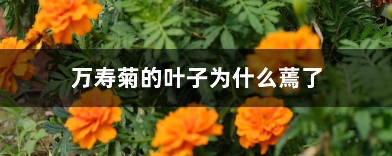 万寿菊的叶子为什么蔫了 万寿菊的叶子为什么蔫了