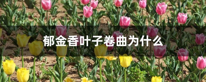 郁金香叶子卷曲为什么 郁金香叶子卷曲为什么
