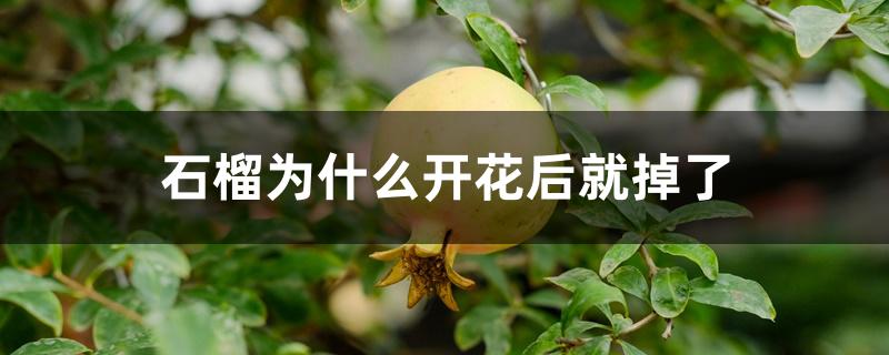 石榴为什么开花后就掉了 石榴为什么开花后就掉了