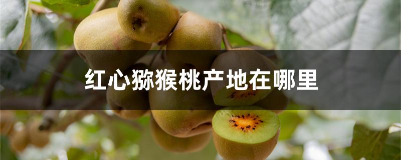 红心猕猴桃产地在哪里 红心猕猴桃产地在哪里