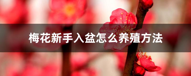 梅花新手入盆怎么养殖方法 梅花新手入盆怎么养殖方法