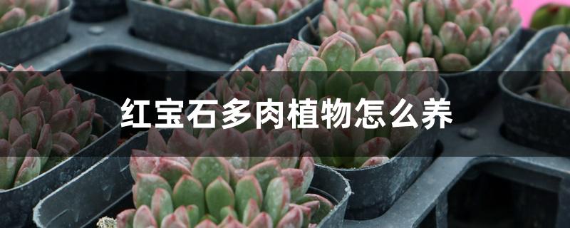 红宝石多肉植物怎么养 红宝石多肉植物怎么养