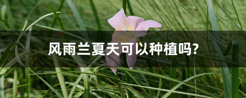 风雨兰夏天可以种植吗? 风雨兰夏天可以种植吗?
