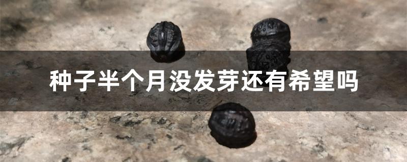 种子半个月没发芽还有希望吗 种子半个月没发芽还有希望吗