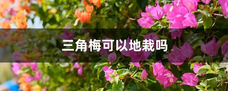 三角梅可以地栽吗 三角梅可以地栽吗