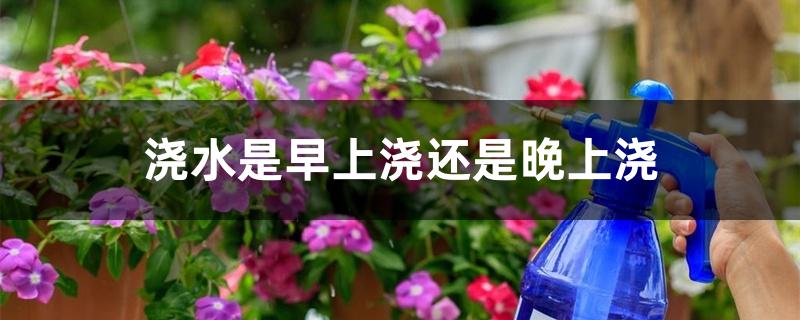 浇水是早上浇还是晚上浇 浇水是早上浇还是晚上浇