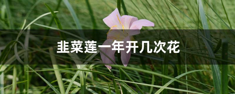 韭菜莲一年开几次花 韭菜莲一年开几次花