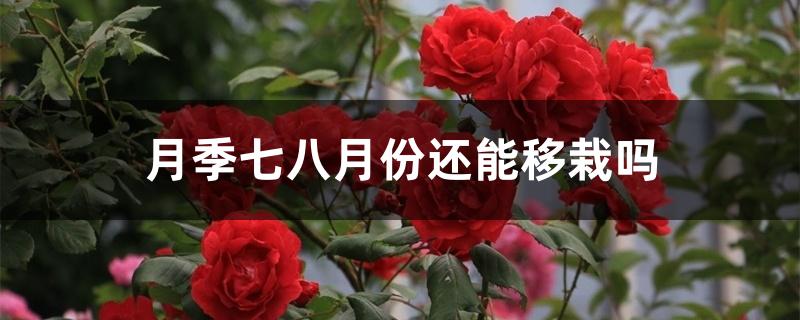 月季七八月份还能移栽吗 月季七八月份还能移栽吗