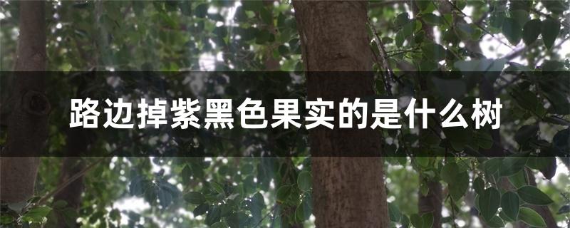 路边掉紫黑色果实的是什么树 路边掉紫黑色果实的是什么树