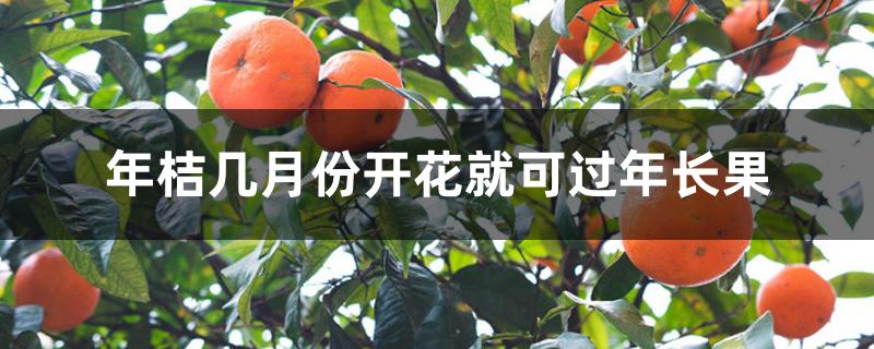 年桔几月份开花就可过年长果 年桔几月份开花就可过年长果