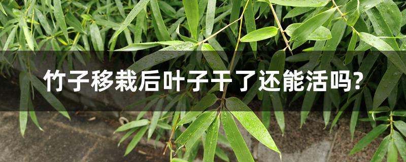 竹子移栽后叶子干了还能活吗? 竹子移栽后叶子干了还能活吗?