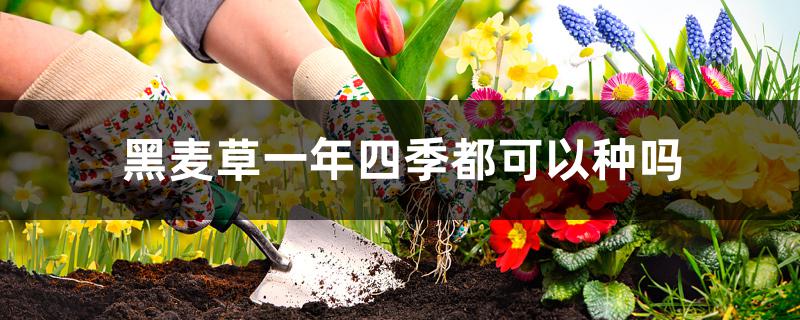 黑麦草一年四季都可以种吗 黑麦草一年四季都可以种吗