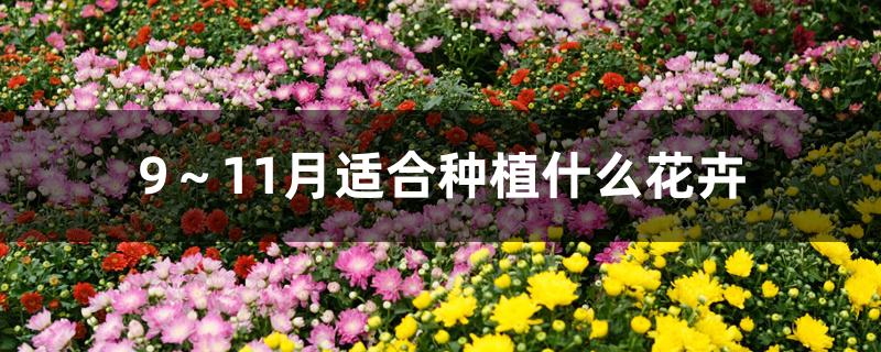 9~11月适合种植什么花卉 9~11月适合种植什么花卉