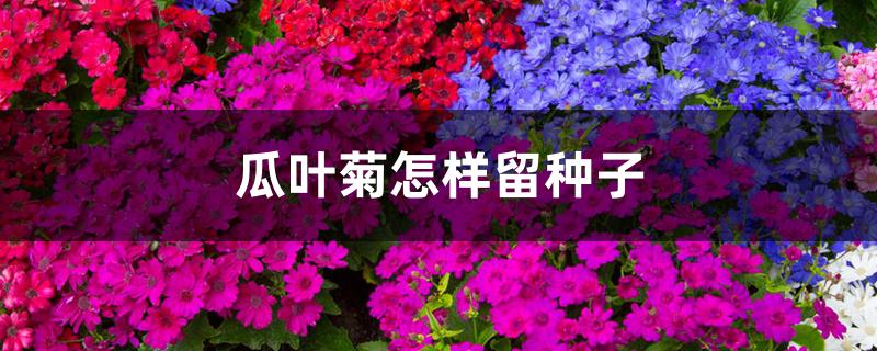 瓜叶菊怎样留种子 瓜叶菊怎样留种子