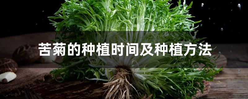 苦菊的种植时间及种植方法 苦菊的种植时间及种植方法