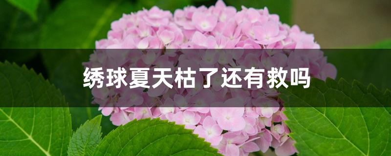 绣球夏天枯了还有救吗 绣球夏天枯了还有救吗