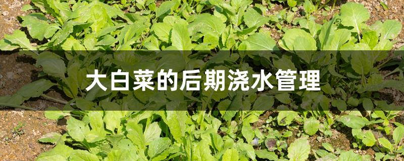 大白菜的后期浇水管理 大白菜的后期浇水管理