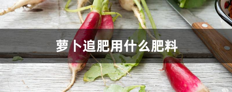萝卜追肥用什么肥料 萝卜追肥用什么肥料