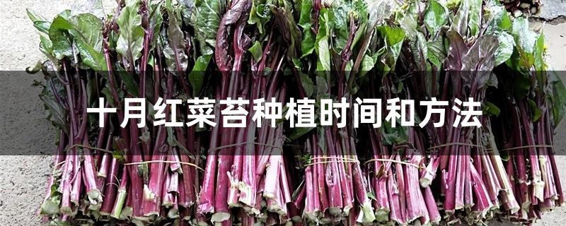 十月红菜苔种植时间和方法 十月红菜苔种植时间和方法