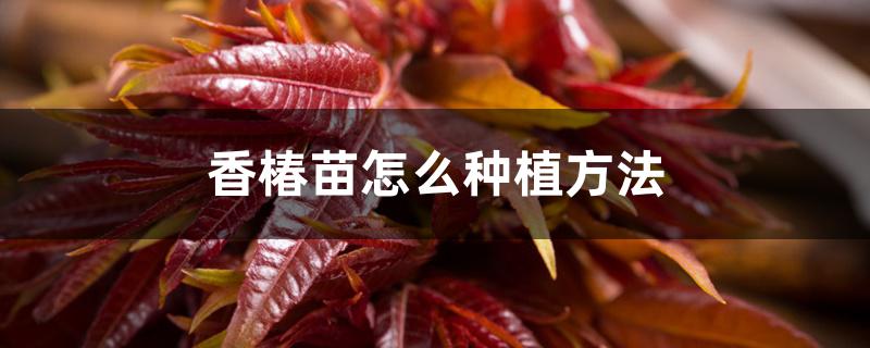 香椿苗怎么种植方法