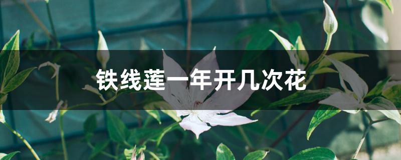 铁线莲一年开几次花 铁线莲一年开几次花