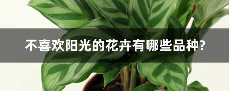 不喜欢阳光的花卉有哪些品种? 不喜欢阳光的花卉有哪些品种?