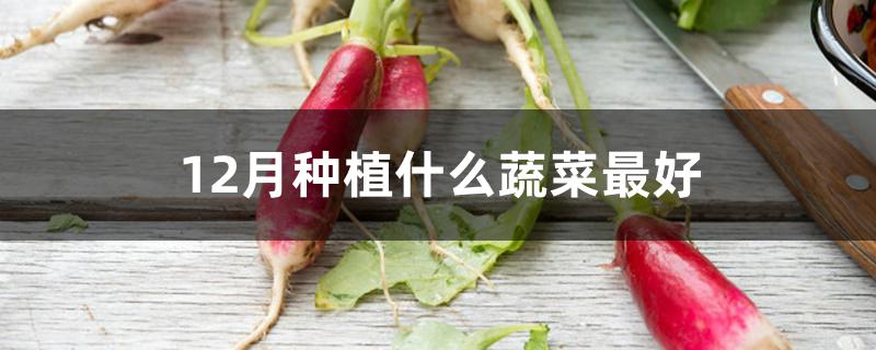 12月种植什么蔬菜最好 12月种植什么蔬菜最好