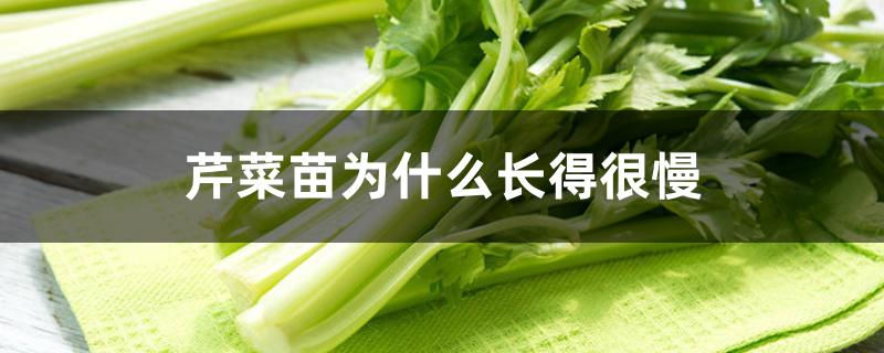 芹菜苗为什么长得很慢 芹菜苗为什么长得很慢