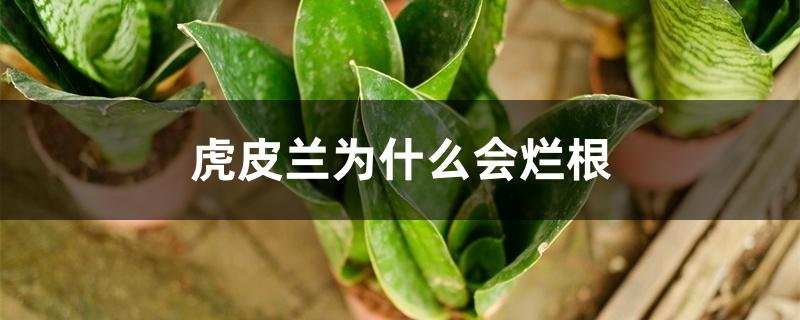 虎皮兰为什么会烂根 虎皮兰为什么会烂根