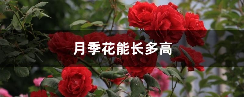 月季花能长多高 月季花能长多高