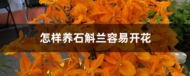 怎样养石斛兰容易开花 怎样养石斛兰容易开花