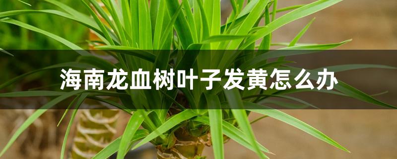 海南龙血树叶子发黄怎么办 海南龙血树叶子发黄怎么办