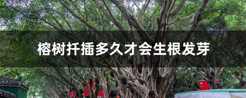 榕树扦插多久才会生根发芽 榕树扦插多久才会生根发芽