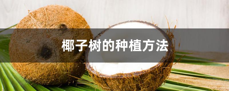 椰子树的种植方法 椰子树的种植方法