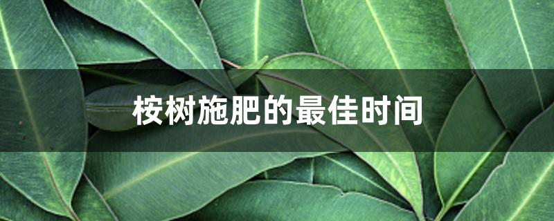 桉树施肥的最佳时间 桉树施肥的最佳时间