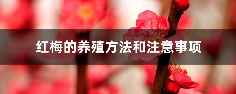 红梅的养殖方法和注意事项 红梅的养殖方法和注意事项