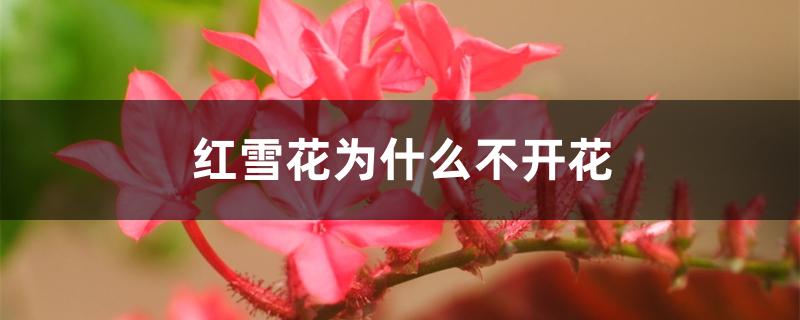红雪花为什么不开花 红雪花为什么不开花