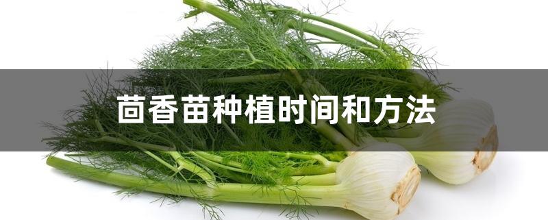 茴香苗种植时间和方法 茴香苗种植时间和方法