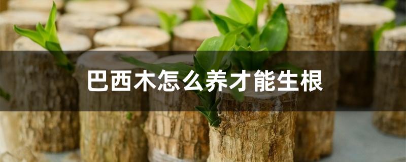 巴西木怎么养才能生根 巴西木怎么养才能生根
