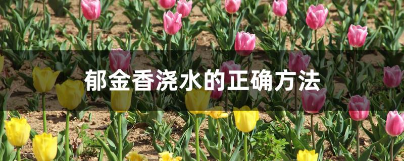郁金香浇水的正确方法 郁金香浇水的正确方法