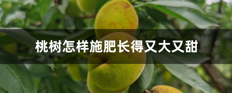 桃树怎样施肥长得又大又甜 桃树怎样施肥长得又大又甜