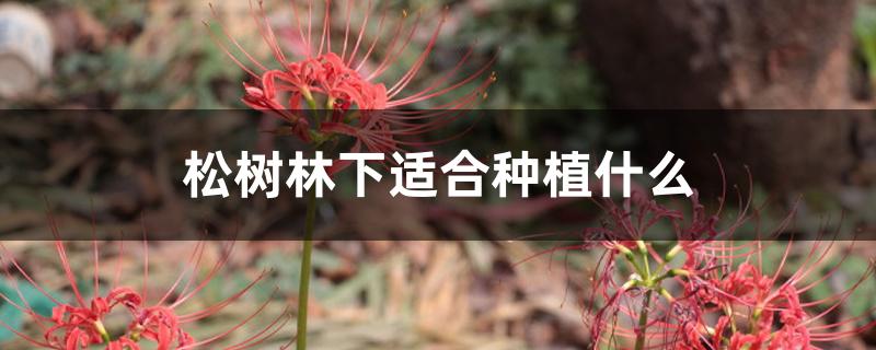 松树林下适合种植什么 松树林下适合种植什么