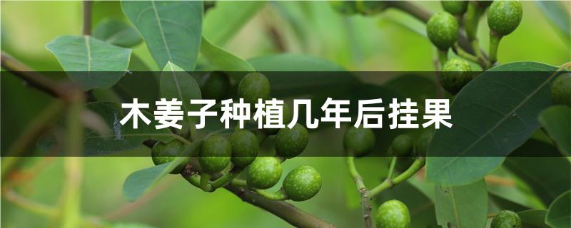 木姜子种植几年后挂果 木姜子种植几年后挂果