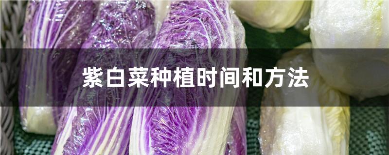 紫白菜种植时间和方法 紫白菜种植时间和方法