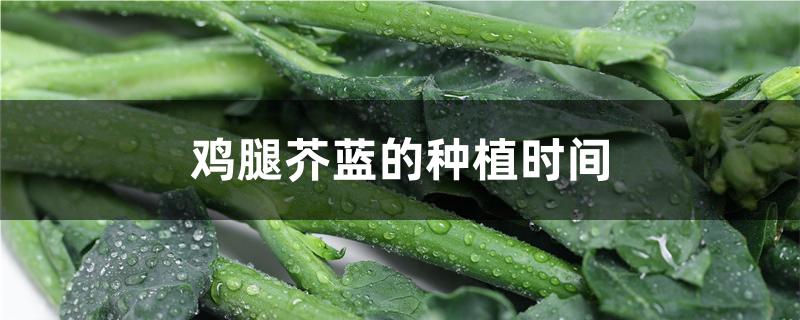 鸡腿芥蓝的种植时间 鸡腿芥蓝的种植时间