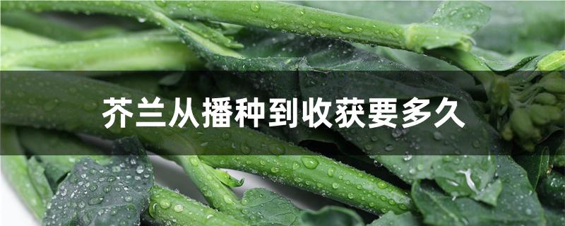 芥兰从播种到收获要多久 芥兰从播种到收获要多久