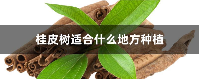 桂皮树适合什么地方种植 桂皮树适合什么地方种植
